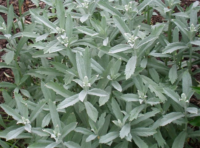 Artemisia ludoviciana, Kassiurb-puju